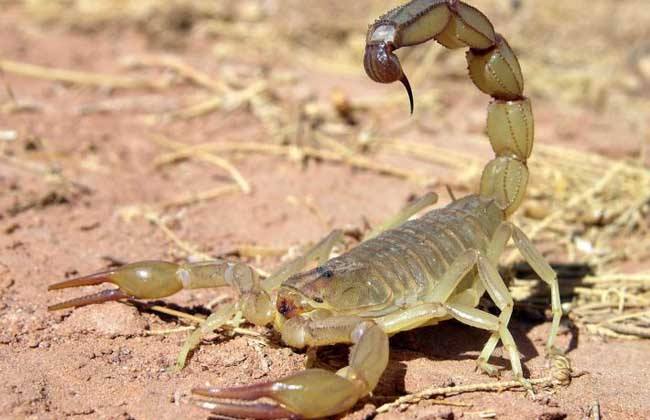 野生蝎子养殖技术方法