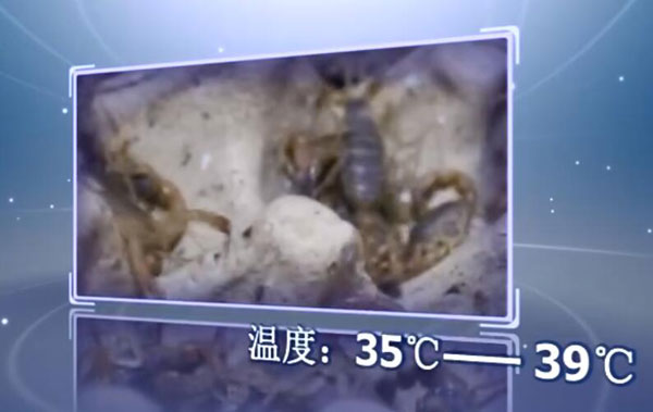 蝎子养殖的适宜温度.jpg