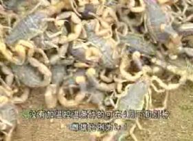 蝎子养殖视频：种蝎的选择和投放密度