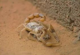 立体恒温蝎子养殖技术视频